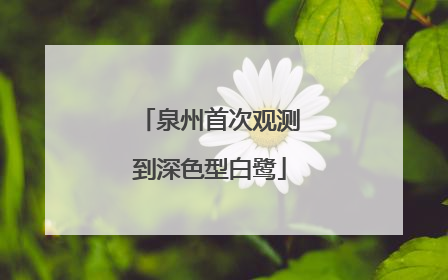 泉州首次观测到深色型白鹭